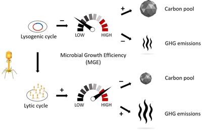 Implication of Viral Infections for Greenhouse Gas Dynamics in Freshwater Wetlands: Challenges and Perspectives